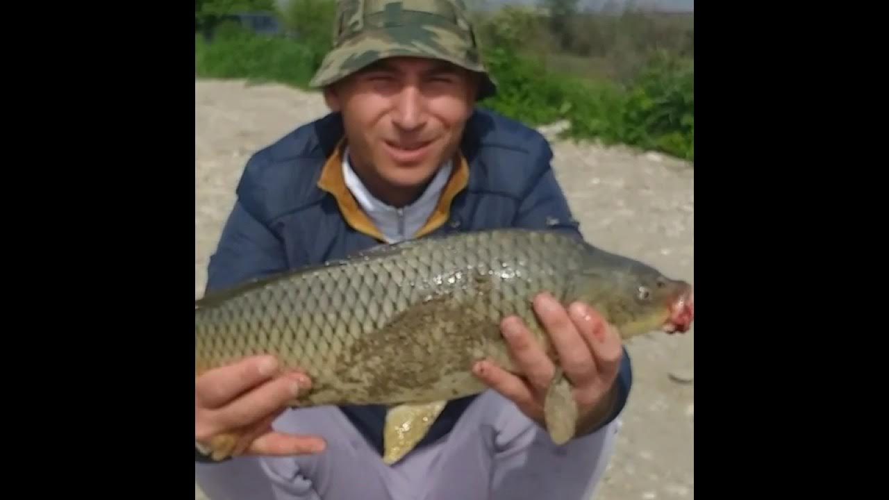 Отравление рыбы в реке в лахматовке. Рыбалка в майском кбр. Рыбалка в кбр платная. Рыбалка в кабардино. Рыбалка в кбр.