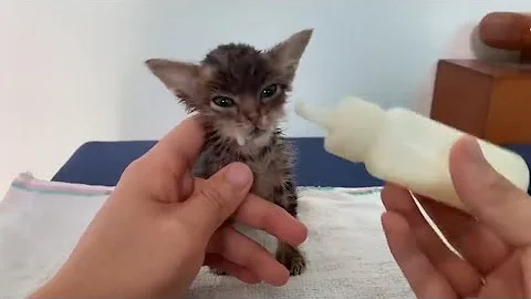 Watch the video about The SHOCKING Truth About Bathing a Rainy Day Kitten