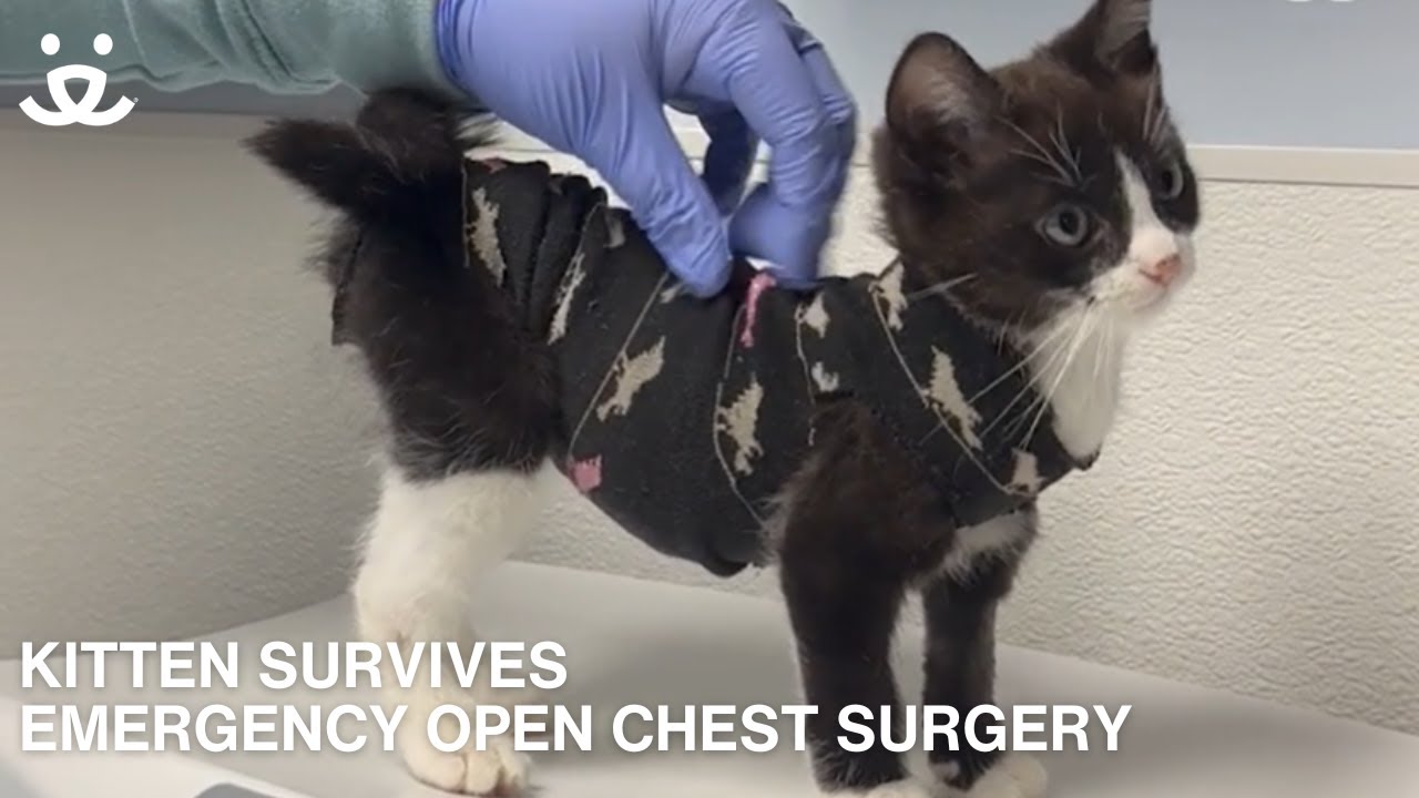 Kitten Survives Emergency Open Chest Surgery! YouTube