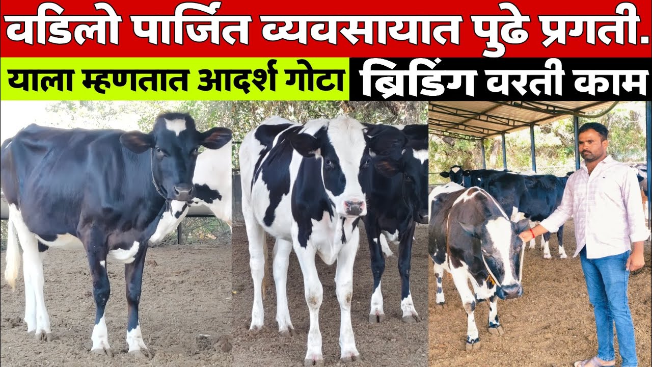 ♻️वडिलोपार्जित व्यवसाय त्यात पुढे प्रगती / मुक्त गोठा संचार/ व ब्रिडिंग वरती काम/पहा संपूर्ण मुलाखत/