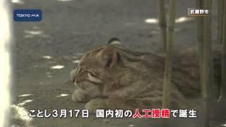 井の頭自然文化園　アムールヤマネコの赤ちゃん“ユズキ”