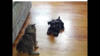 La Bigo Pelea Del Año