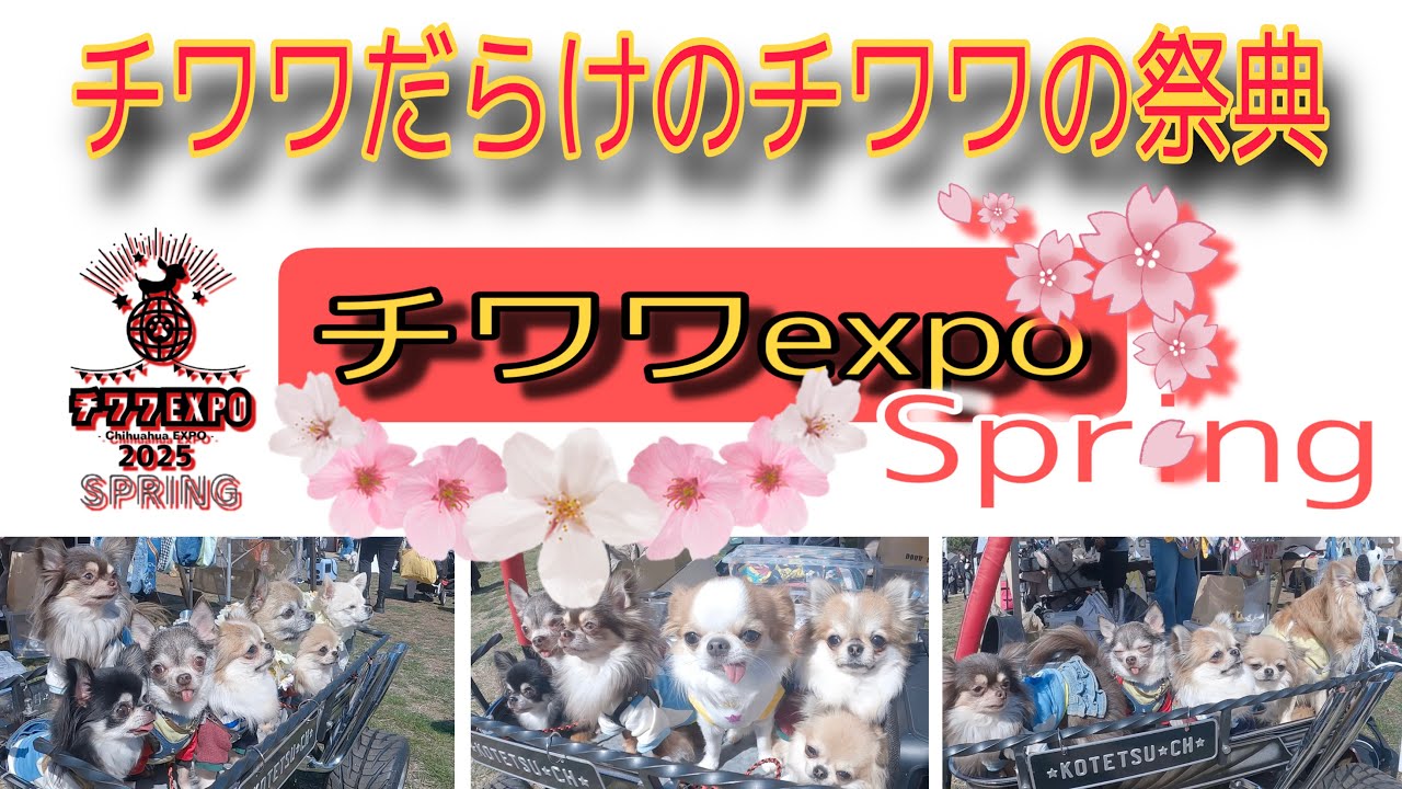 【チワワexpo】2025！Spring🌸チワワ🐶だらけの祭典#チワワ #chihuahua #チワワexpo#ちわわ