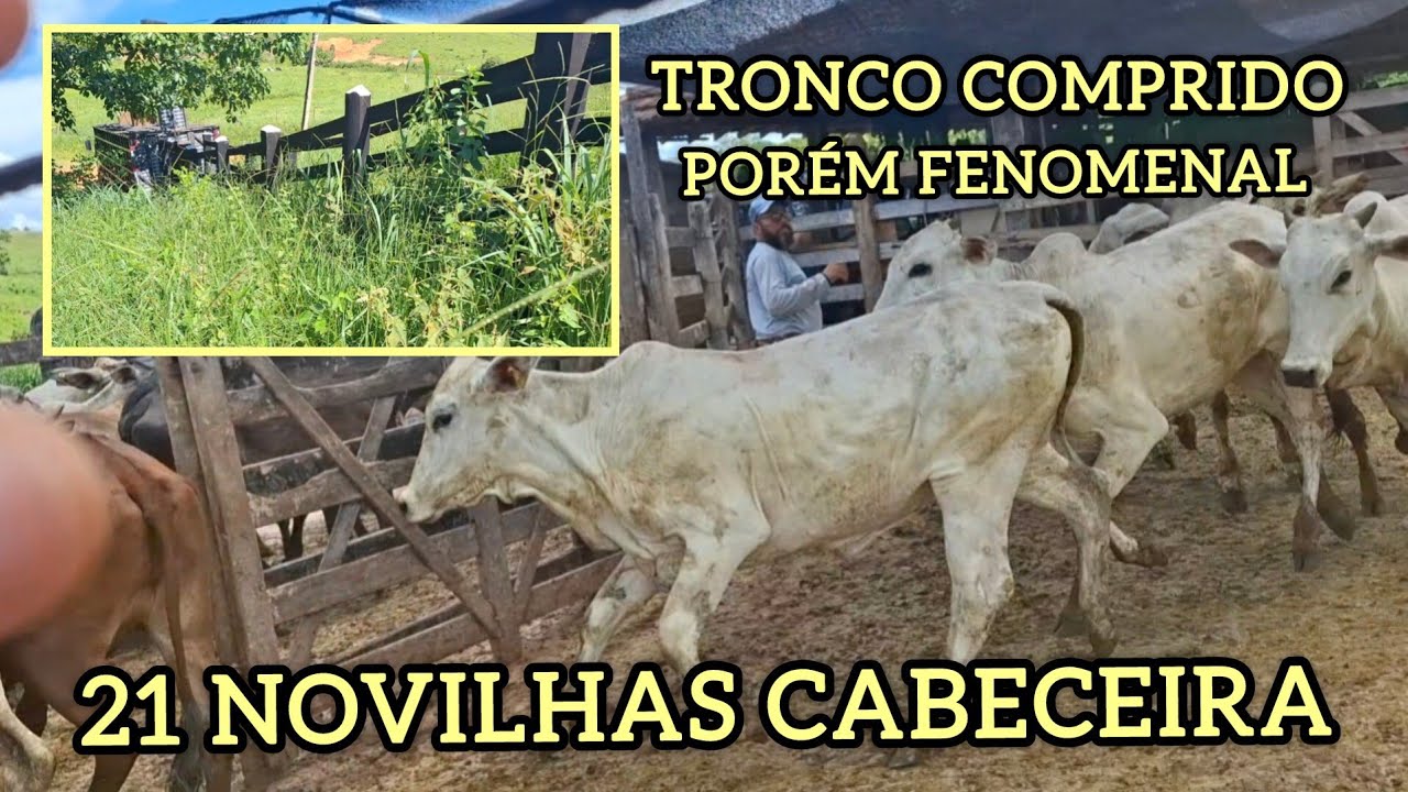 NOVILHAS DE PRIMEIRA!👏🏻👏🏻👏🏻