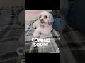 🐾Ms.Cammie_Girl #shihtzu fabulous diva will be back soon❤️