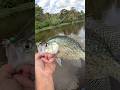 September Slabs Deep In The Atchafalaya Basin #kfredfloatpopper #kfredspinningreel #kfredjigs #kfred