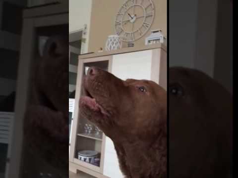 Chesapeake Bay retriver
