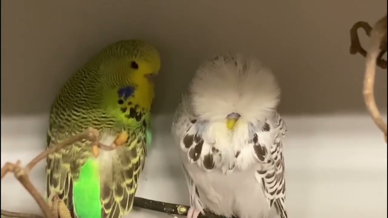 Daniel Lütoft budgie 2022