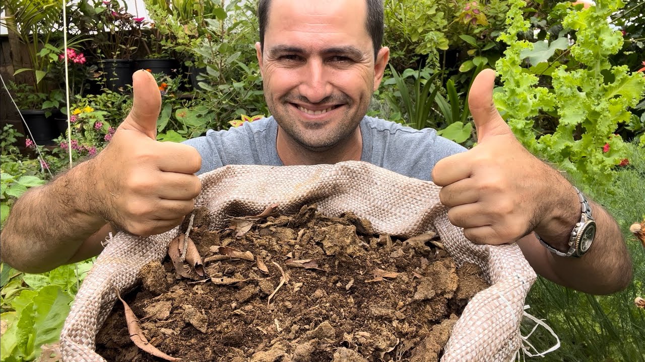 COMO IDENTIFICAR SE O ESTERCO ESTÁ CURTIDO