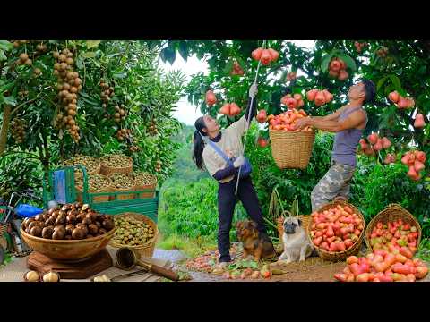 Harvest Plums And Macadamia Nuts For Market - Cooking, Gardening, Daily Life On My Farm.