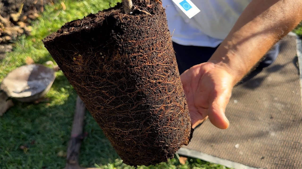 A három méregdrága csemete kiültetése 2023.11.01-én