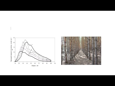4  Леса России  Ход роста лесных насаждений и закон морфогенеза древостоев Г С  Разина