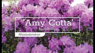 30 Seconds with 'Amy Cotta' Rhododendron