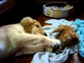 4month old golden retriever playing with toy poodle