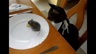 😺 Help! Lunch is running away! 🐈 Funny video with cats and kittens! 😸 by Baraban-TV 11,711 views 1 month ago 10 minutes, 41 seconds