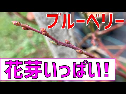 芽がいっぱい 花芽がたわわに枝に実った 12月のブルーベリーの様子 Youtube