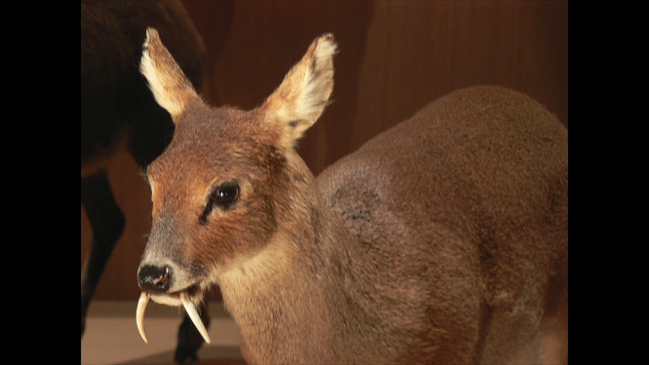 deer vampire korean south howling