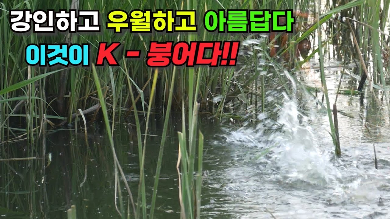 강인하고 우월하고 아름답다 이것이  K-붕어다!! 부들밭 붕어낚시