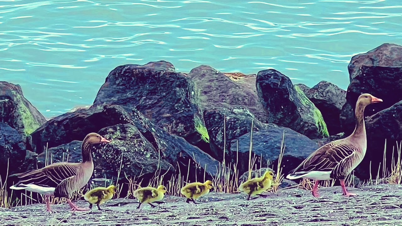 Moby - Wait For Me (Paul Kalkbrenner Remix)