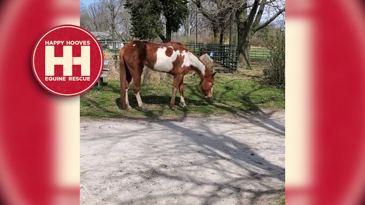 Happy Hooves Equine Rescue Vlog 03 31 2020 Classy Afternoon Update