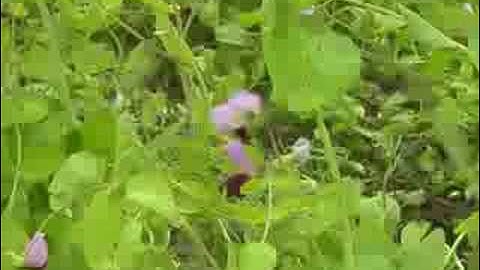 Cadaretta: Vineyard Soil and Planting Preparation