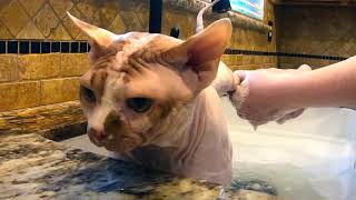 An Afternoon With Groot, the Sphynx by ScantilyCladSphynx 1,337 views 3 years ago 7 minutes, 40 seconds