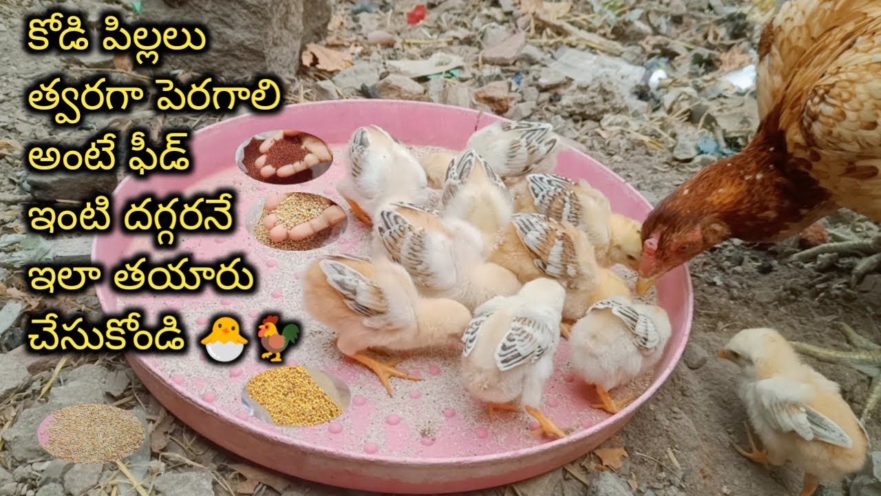 Hen Chick growth food || in Telugu || @luckyfarms20 #youtube #feed #chickgrowth #chicken