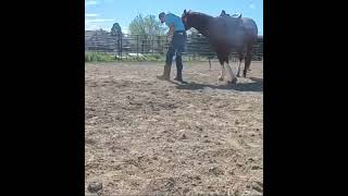 Logan 4-year-old gelding Shining spark smart little Lena and more right on his papers  good deal 