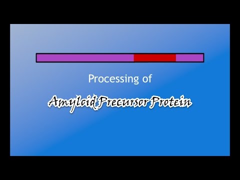 Processing of Amyloid Precursor Protein