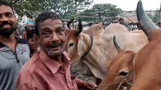 আজ ২০ জুলাই, গরু বেচতে না পারলে বউ বাসায় ঢুকতে দেবেনা, বিক্রেতাদের কান্না শুনুন আমবাড়ী বলদের হাটে।