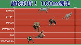 Aiが順位を算出 スピード自慢の動物が競泳100mで対決 アニマル体育祭 Youtube