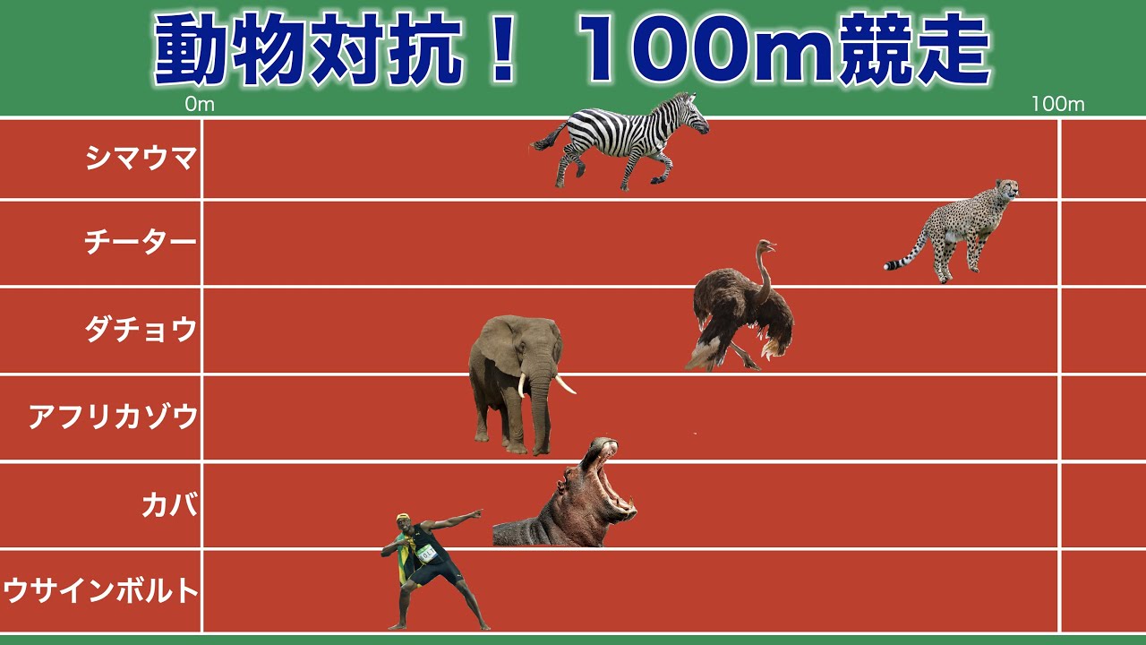 動物対抗 100m競走 Youtube
