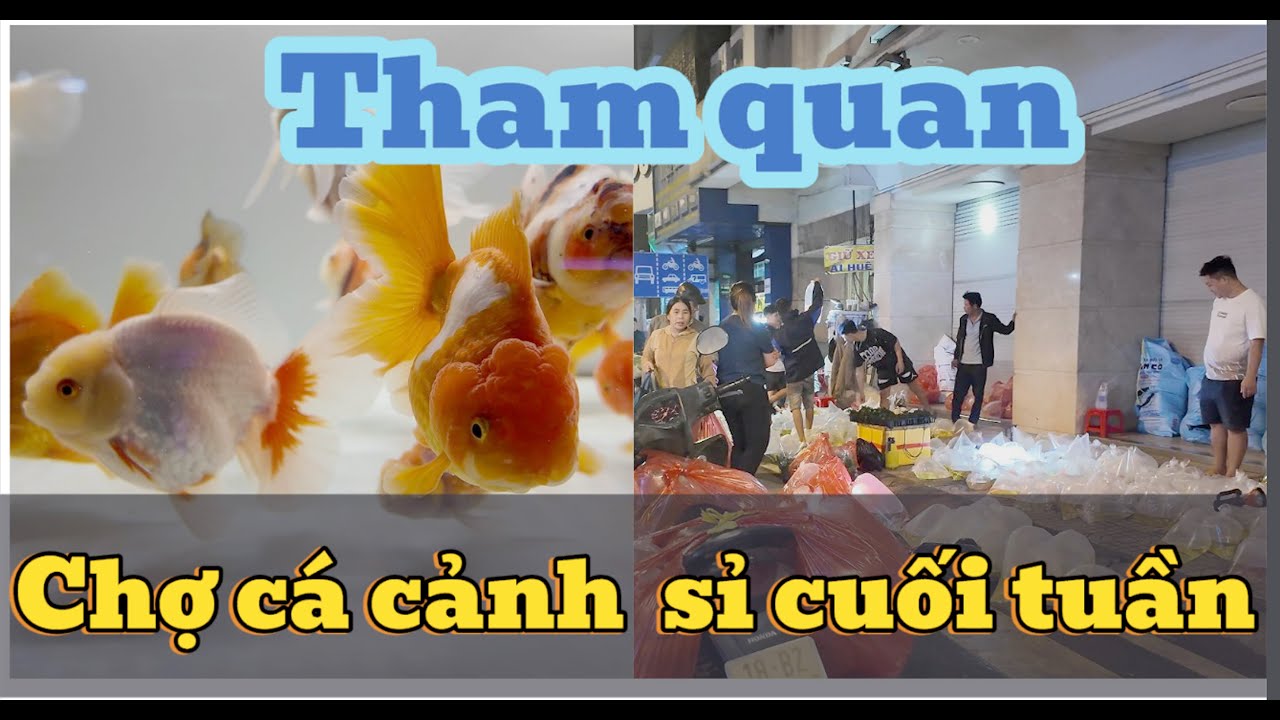Khám Phá Chợ Cá Cảnh Sỉ Quận 5 Sài Gòn  !Exploring Saigon’s Wholesale Aquarium Fish Market