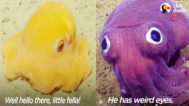 Funny Scientists Freak Out Over Crazy-Looking Sea Animals | The Dodo - DayDayNews