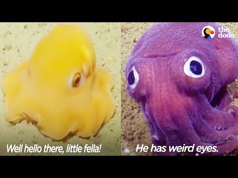 funny-scientists-freak-out-over-crazy-looking-sea-animals-|-the-dodo