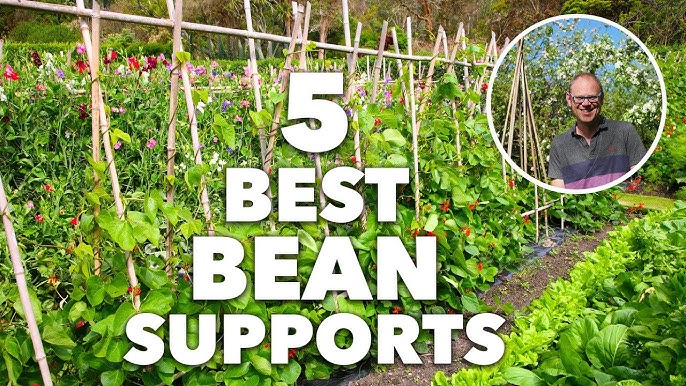 How to Make a Bean Trellis for Free