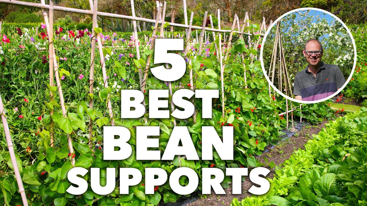 5 Best Bean Poles, Frames And Supports For Your Garden