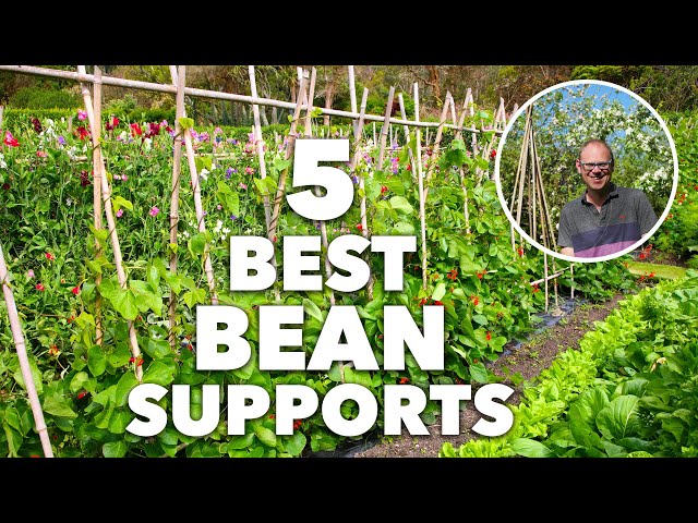 Easy DIY Pole Bean Trellis Project - Build Yours Now! 3 sddefault