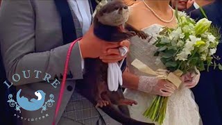 Otter Walking Down the Wedding Aisle