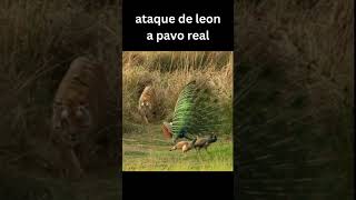 ataque de leon a pavo real#shorts