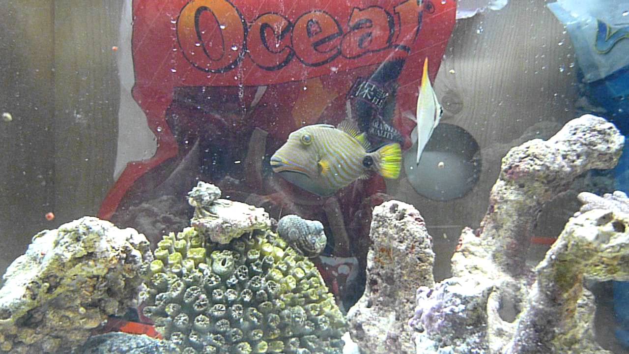 feeding silver monos and undulate trigger fish youtube
