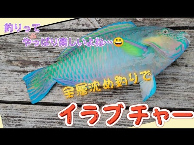 釣りvlog 沖縄のフカセ釣り 沖縄の海で仲間達とゆる く イカダでフカセ釣りを楽しむ 休日を楽しむ海釣り 山陰釣り新報