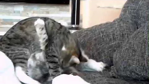 Video 11802721: fight maine coon