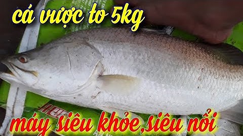 Kích cá nước mặn .máy kích cá nước mặn cận cảnh bắt cá vược khủng 5kg siêu nổi lh 0989897780