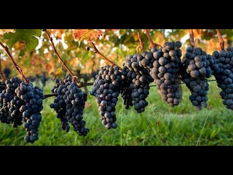 Georgia. Винный тур по Кахетии. Корпорация Киндзмараули.  Винзавод Шуми. Кварели.