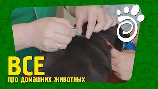 Устраняем Блох И Клещей У Собак (Часть Первая). Все О Домашних Животных Устраняем Блох И Клещей У Собак (Часть Первая). Все О Домашних Животных
