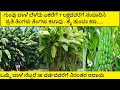       group banana farming  cultivation in kannada
