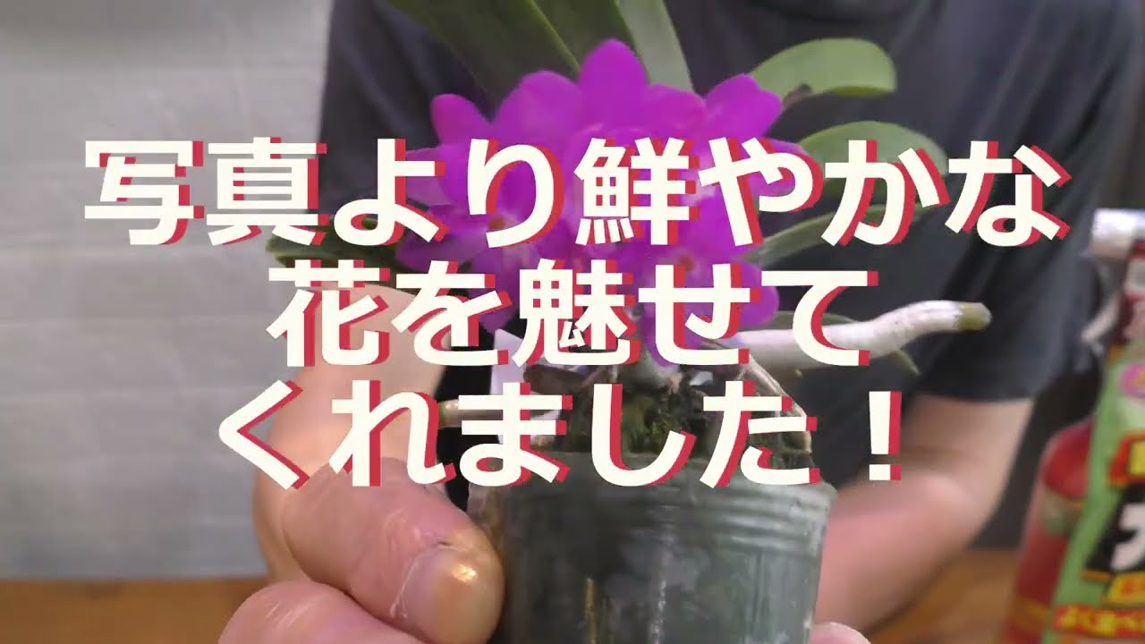 ミニバンダ・プチブーケが開花したよ！～ 目をひく鮮やかな発色～ 風蘭