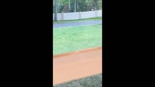 'Funny' Bunnies Frolic in New Jersey Front Yard