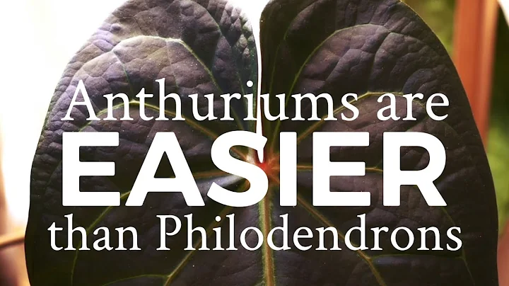 Why is everyone scared of Anthuriums?